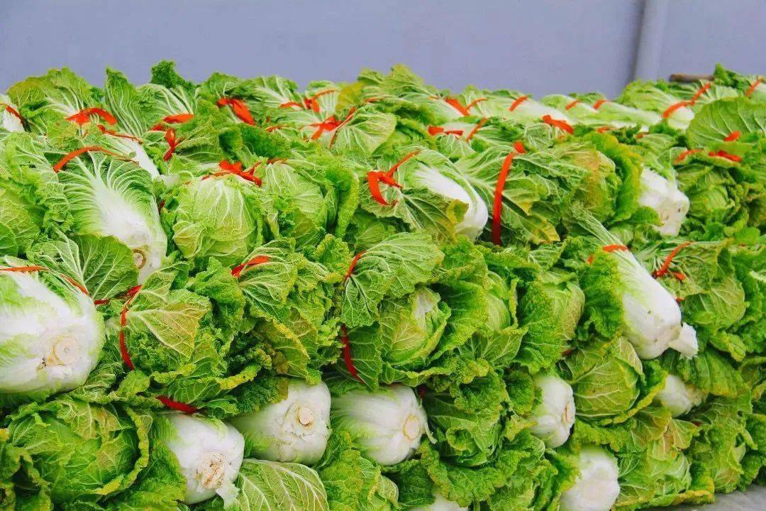 山东大白菜最新价格，绿色之旅寻找内心平静的启程