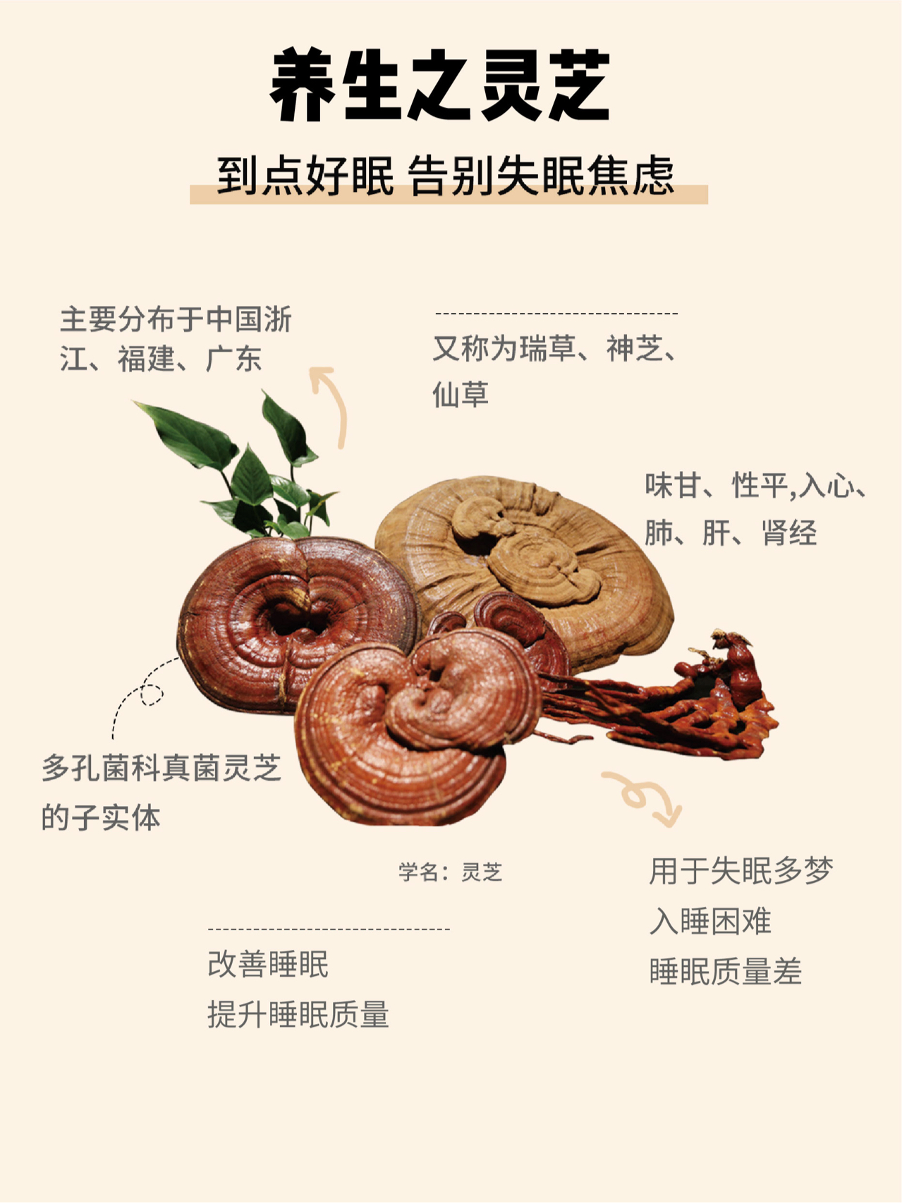 千目灵芝最新消息获取与利用指南，最新动态一网打尽！